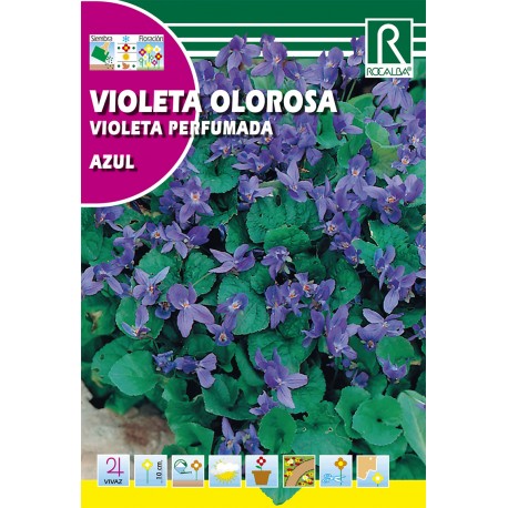 VIOLETA OLOROSA